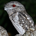 Three Papuan Frogmouths in one evening<br />Canon EOS 7D + EF70-200 F4L IS + EF1.4xII + SPEEDLITE 580EXII